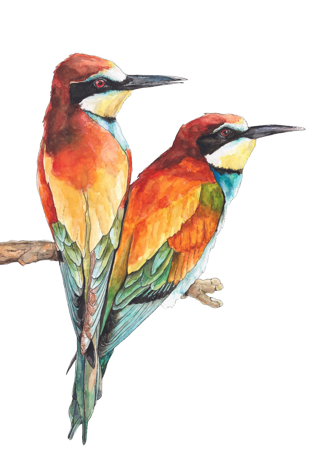 Gyurgyalagok // Bee-eaters