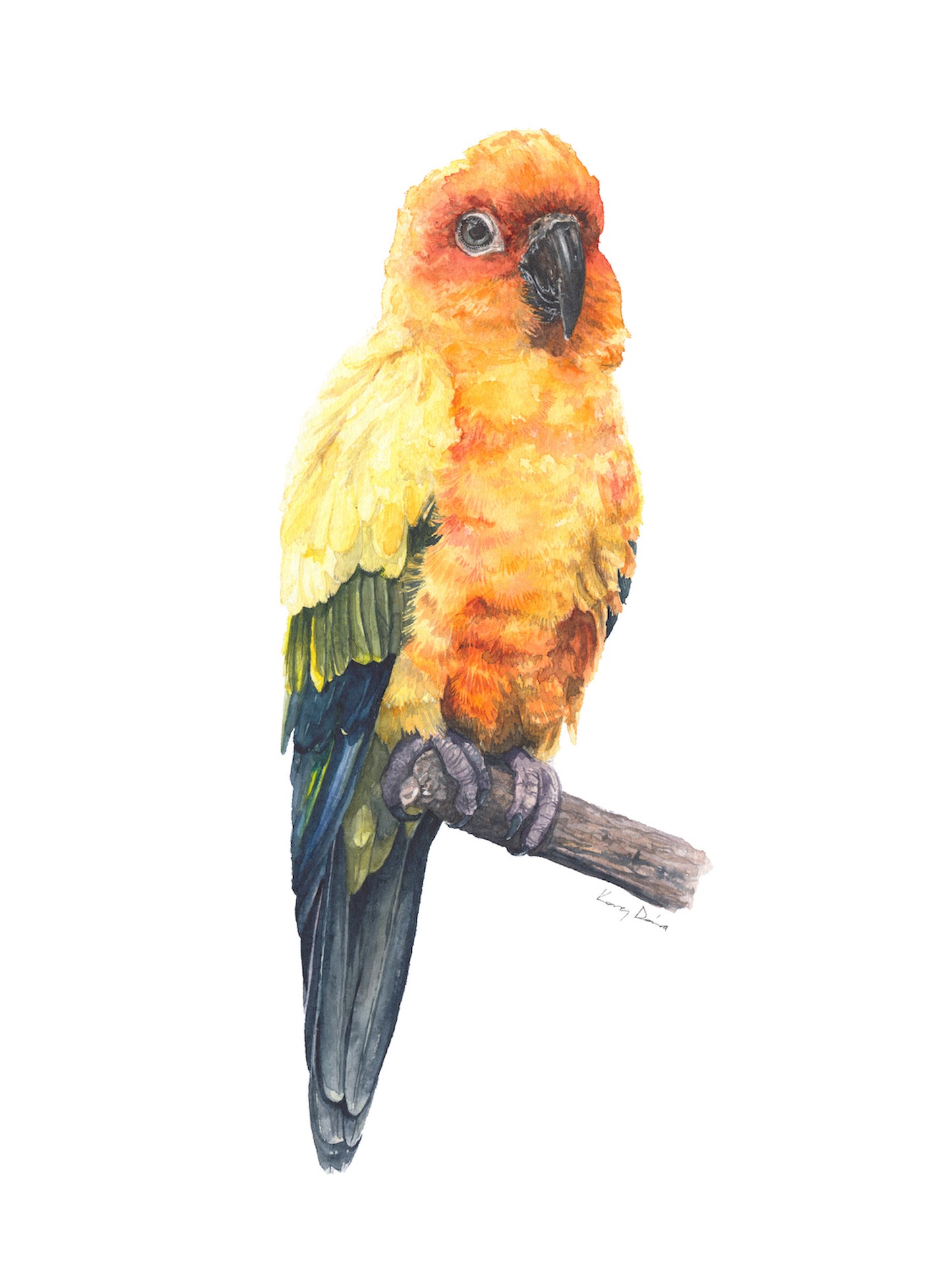 Nappapagáj // Sun Conure