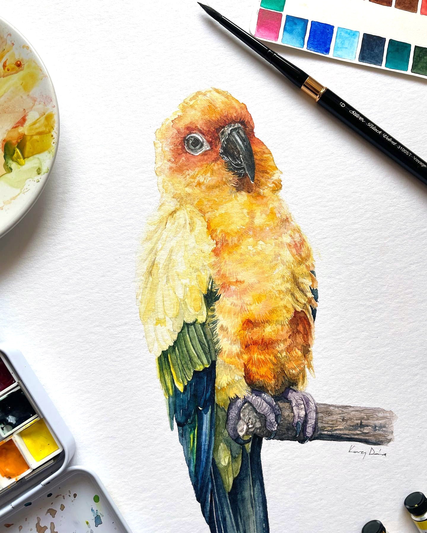 Nappapagáj // Sun Conure