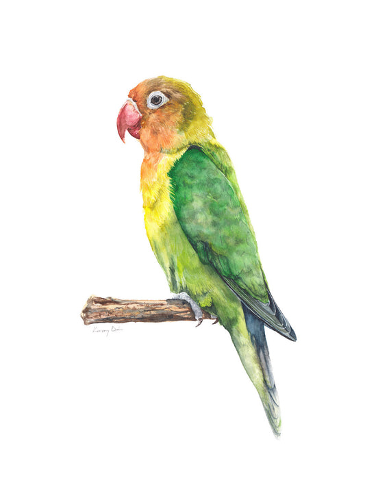 Rózsásfejű papagáj // Lovebird