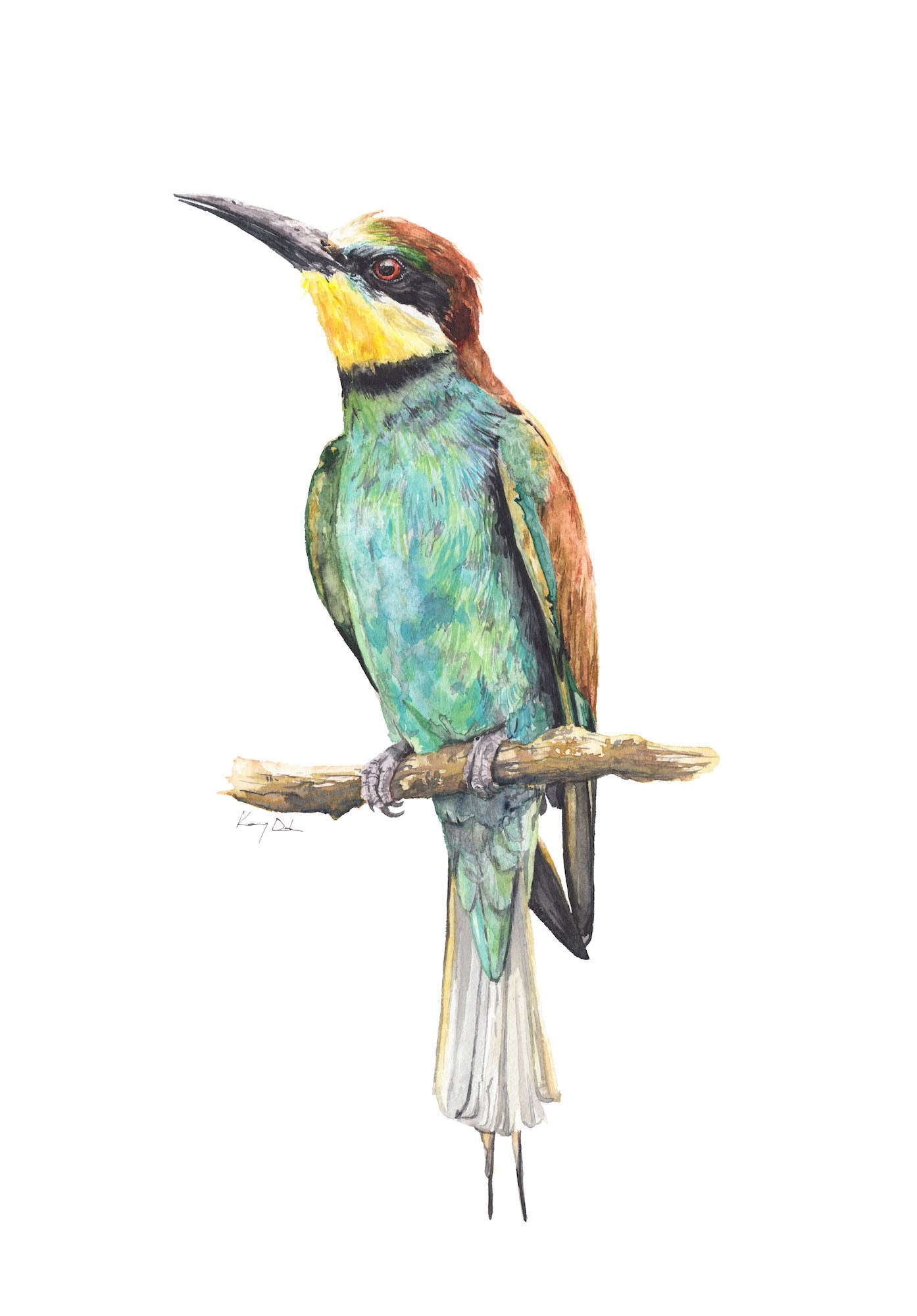 Gyurgyalag // Bee-eater