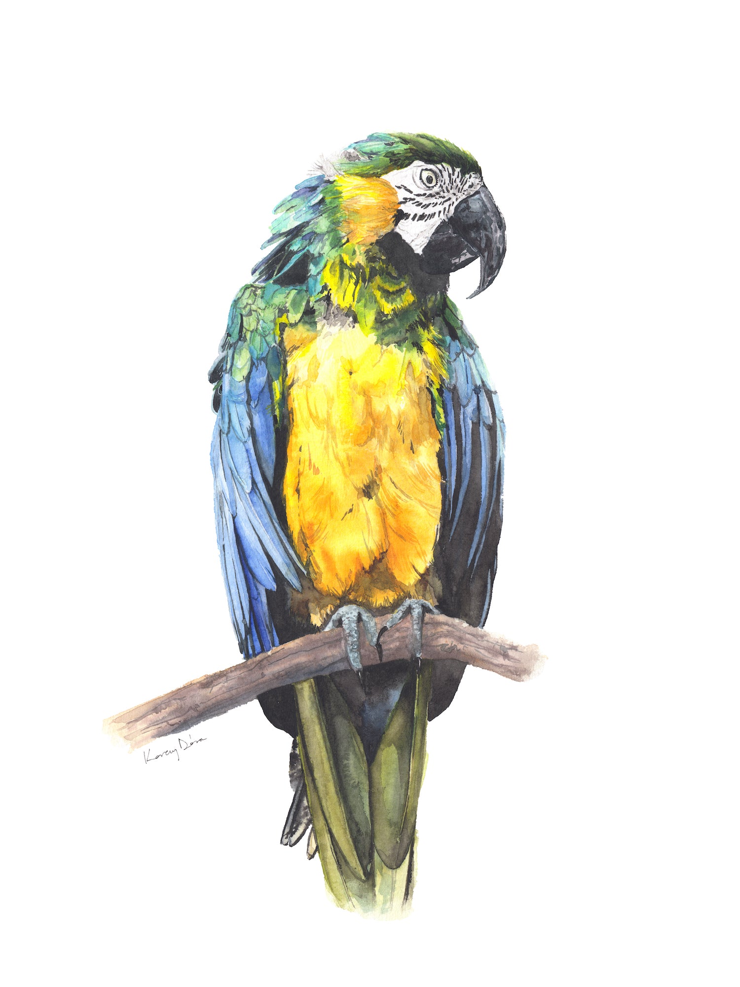 Ara Papag j Great Macaw