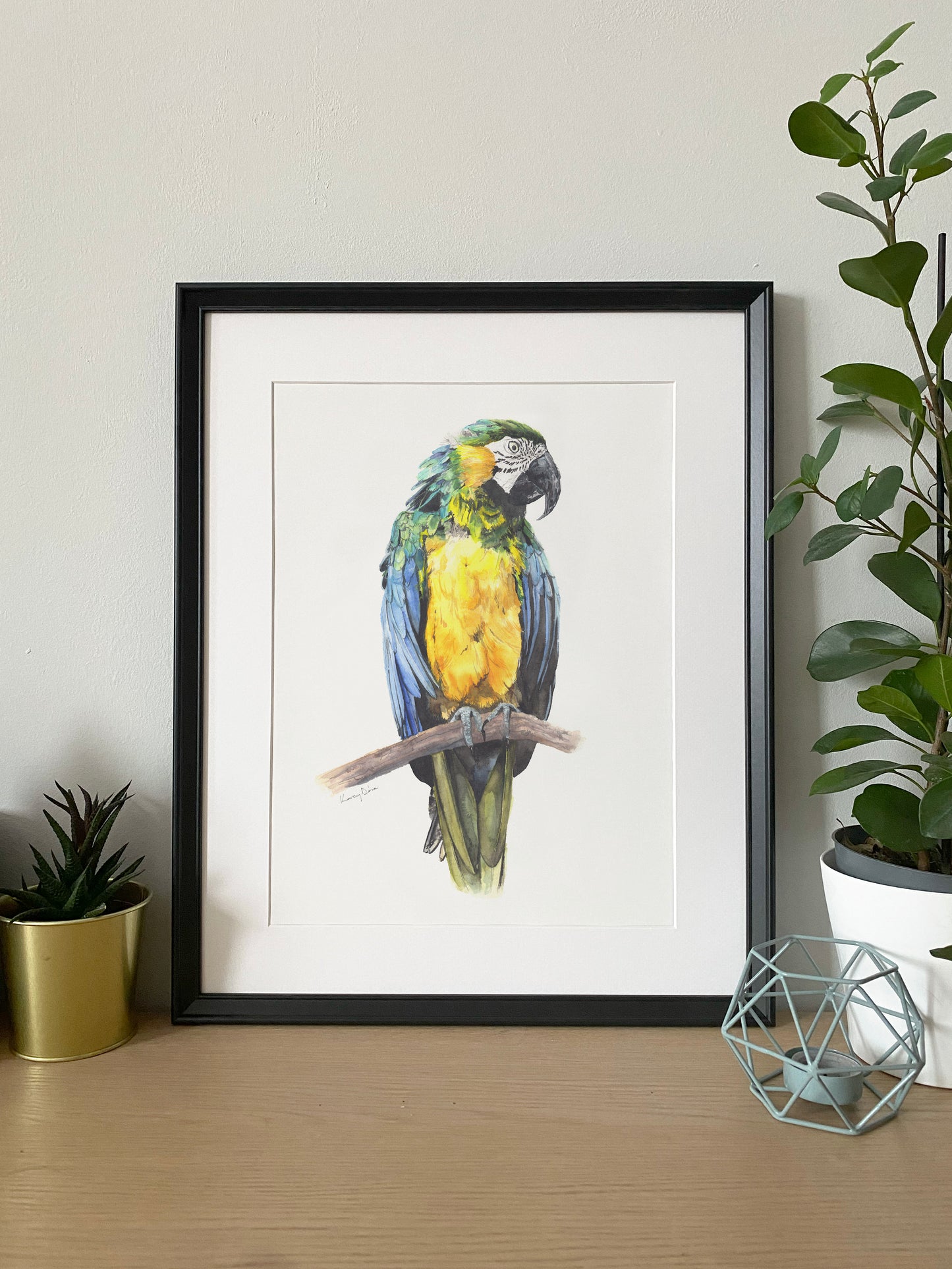 Ara Papagáj // Great Macaw