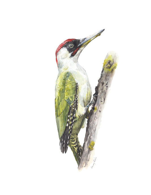 Zöld Küllő // Green Woodpecker