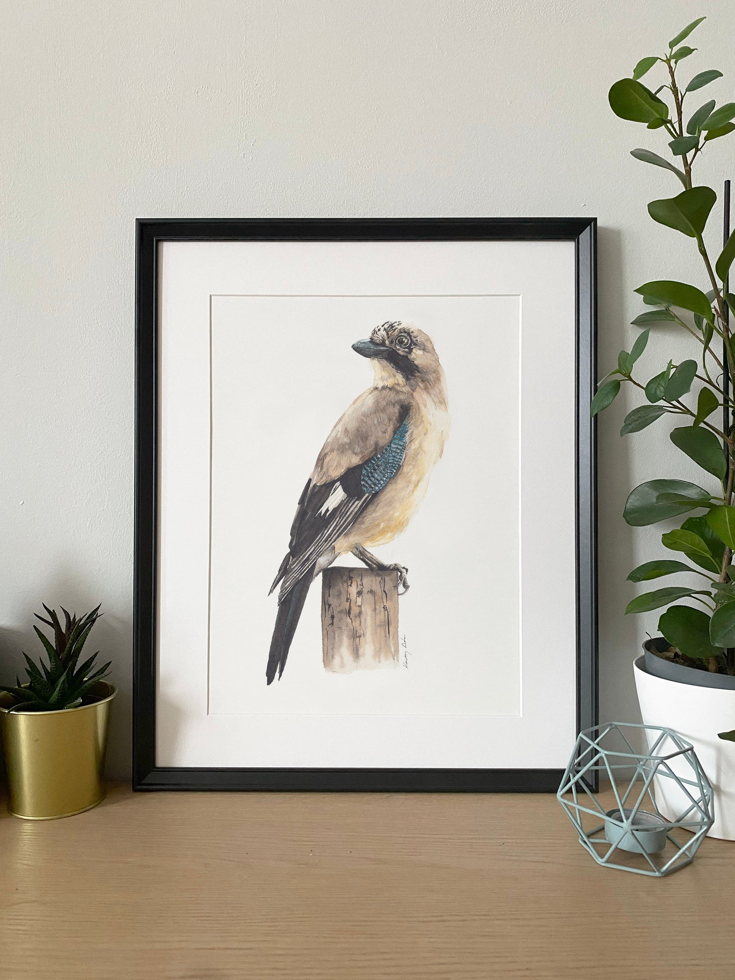 Szajkó // Eurasian Jay