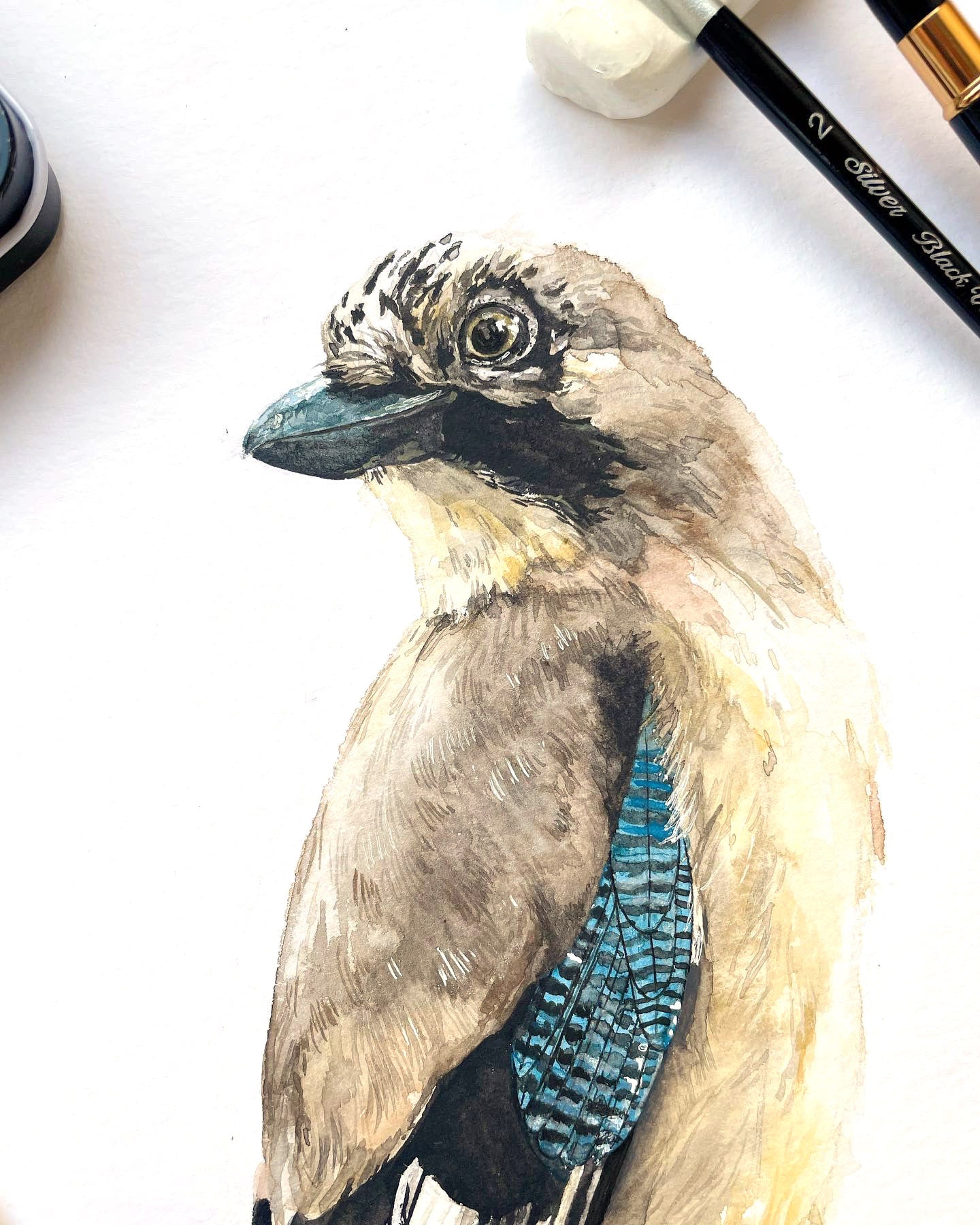 Szajkó // Eurasian Jay