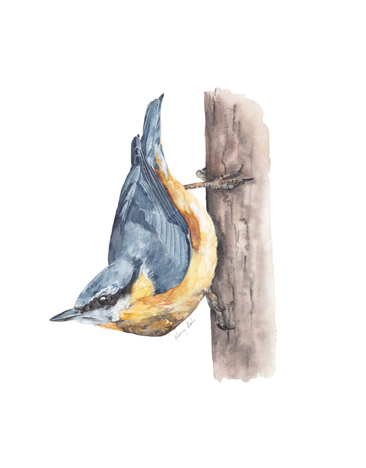 Csuszka // Eurasian Nuthatch