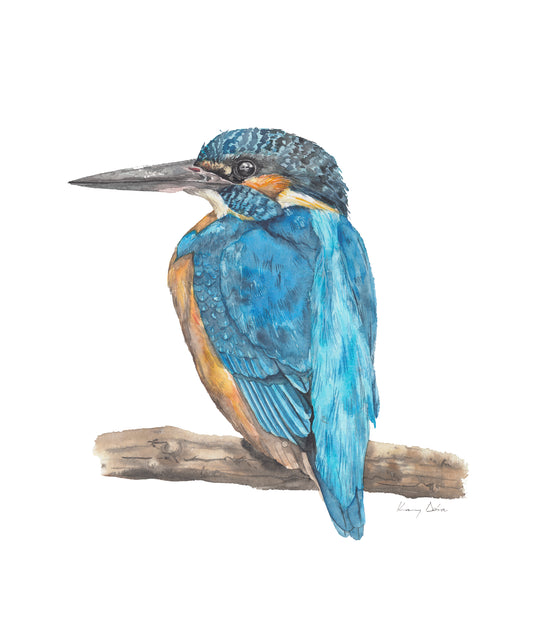 Kingfisher on branch - Original