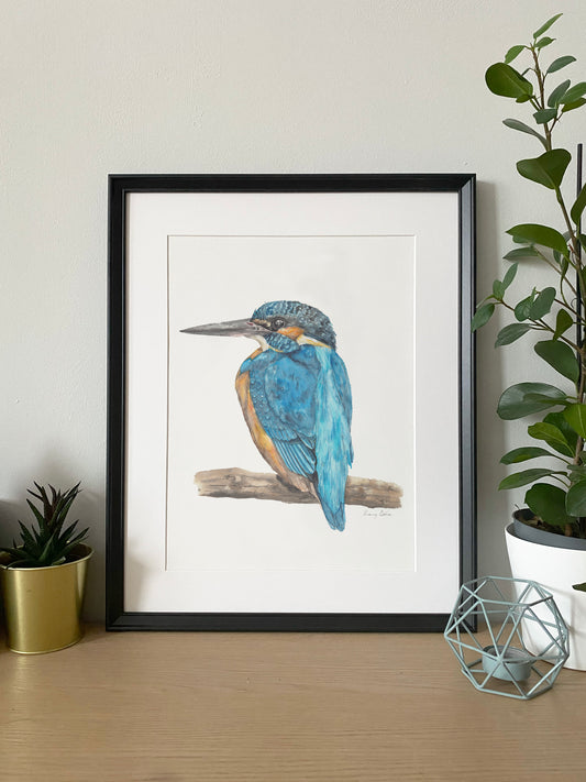 Kingfisher on Branch