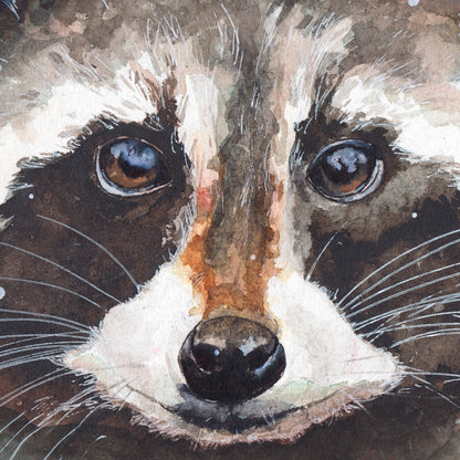 Mosómedve Portré // Racoon Portrait