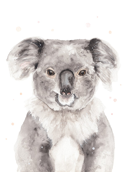 Koala Portré