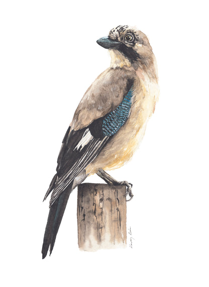 Szajkó // Eurasian Jay