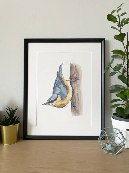 Csuszka // Eurasian Nuthatch