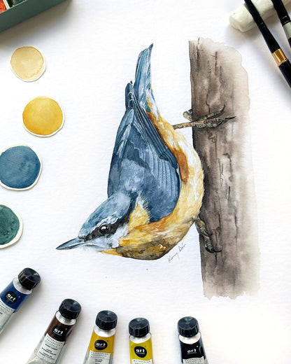 Csuszka // Eurasian Nuthatch