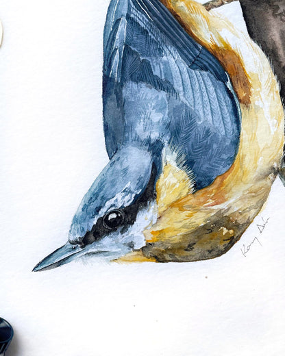 Csuszka // Eurasian Nuthatch