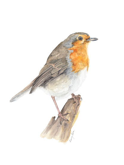 Robin