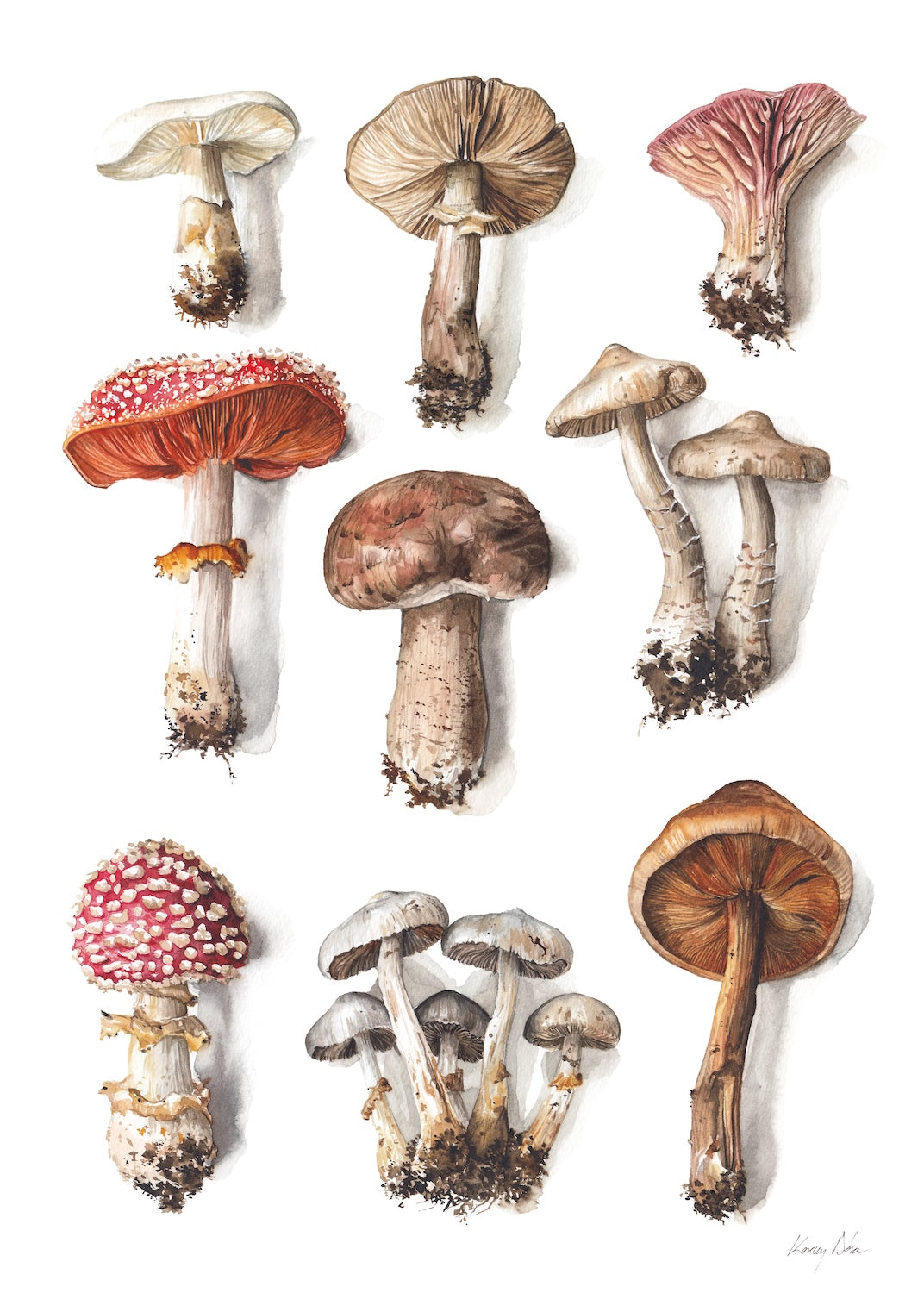 Mushroom Selection (Limited Print)