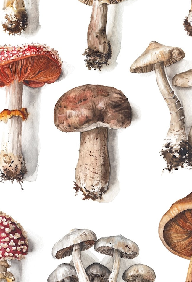 Mushroom Selection (Limited Print)