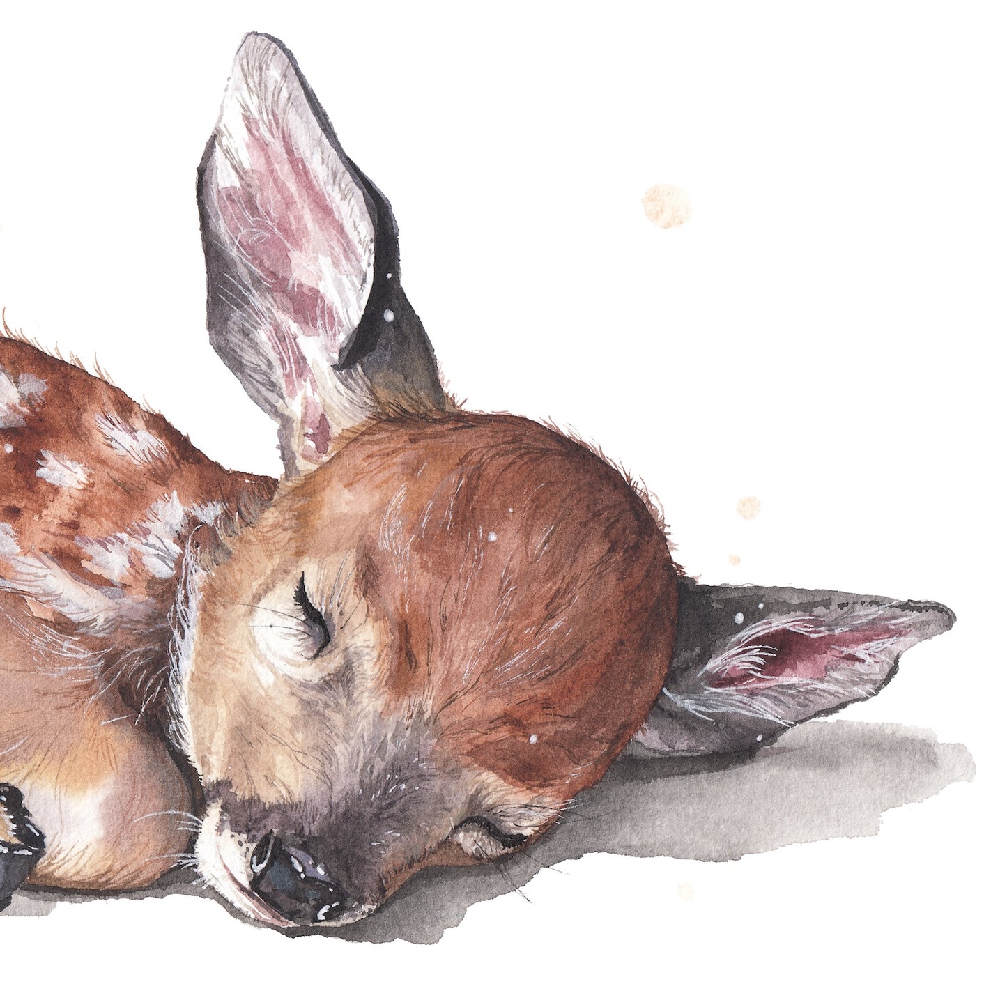 Sleeping Fawn