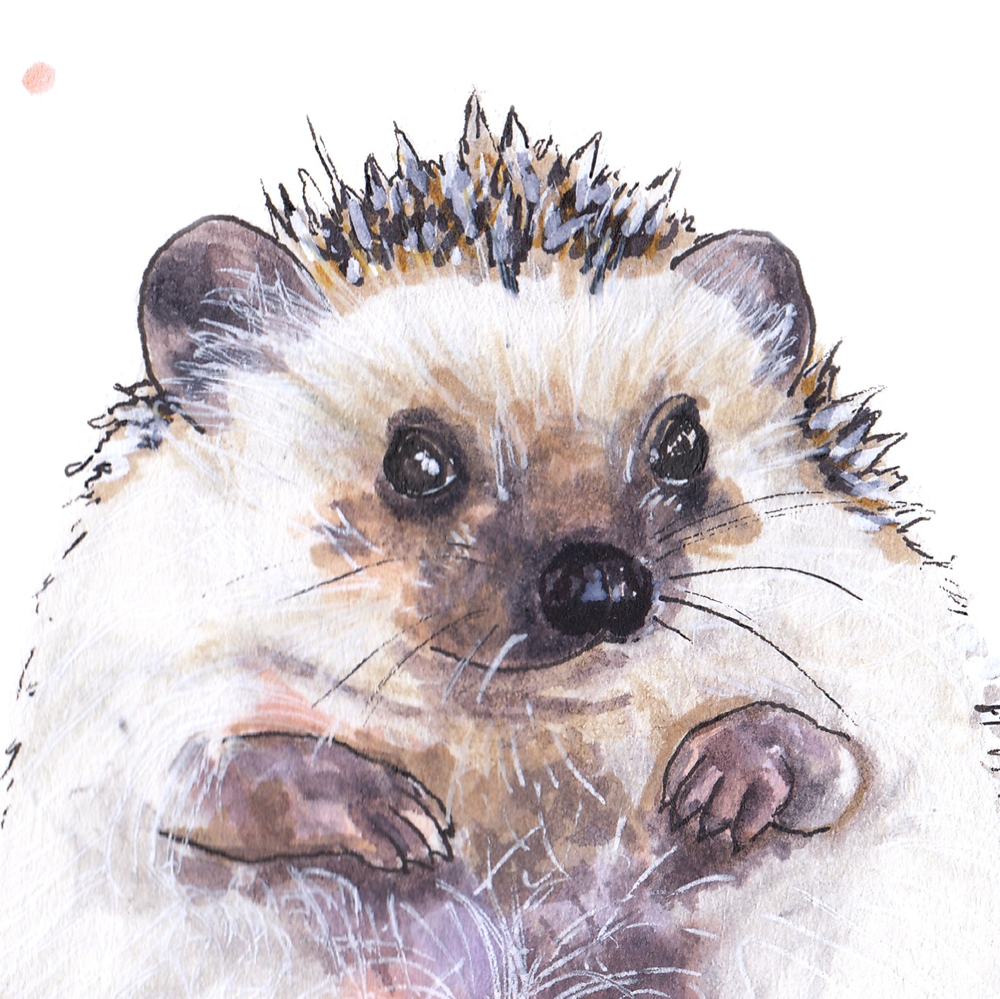 Süni Bébi // Baby Hedgehog