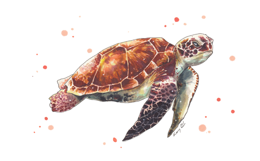 Tengeri Teknős // Sea Turtle