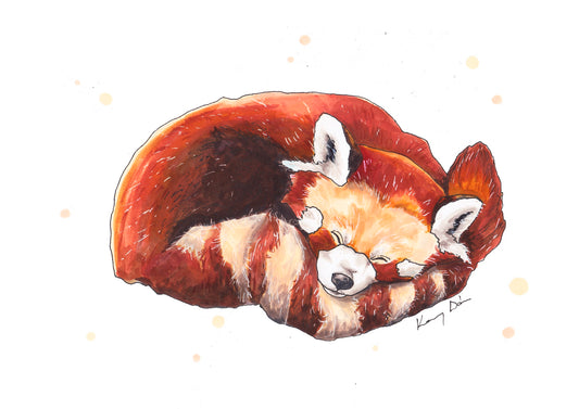 Vöröspanda // Red Panda